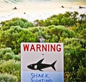 Sharks in Australia are tagged
