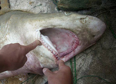 Sharks in Binh Dinh are special resources