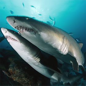 Sharks kill each other from the womb