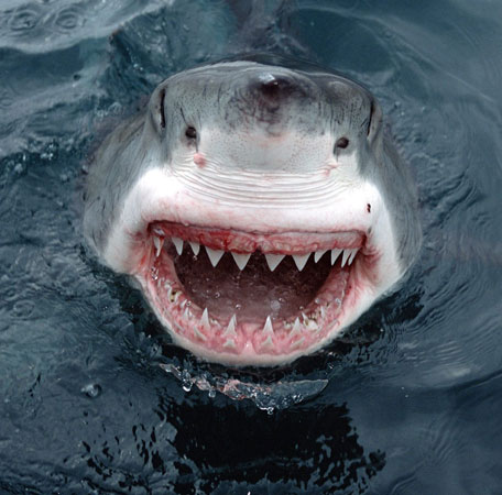 Sharks kill surfers