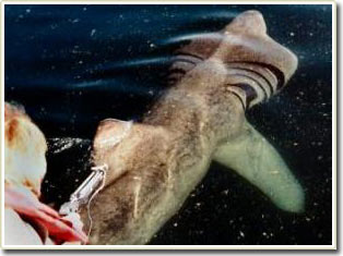 Sharks move strangely to find food