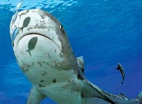 Sharks on the Bahamas
