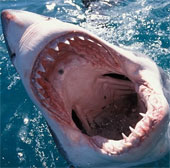 Sharks prefer to attack men more than women