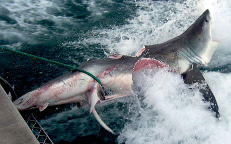 Sharks shark sharks