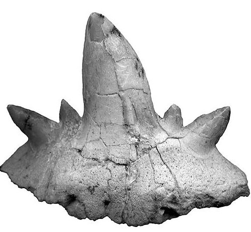 Sharks used to live in Arizona desert