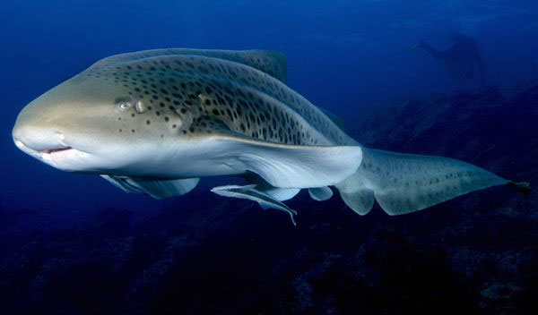 Sharks 'virgin' lays many records