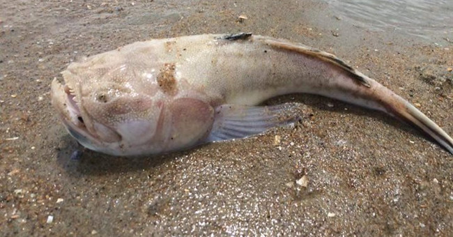 Sharp toothed teeth discharge face up to wait for bait in the sand