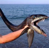 Sharp-toothed lancets are washed up