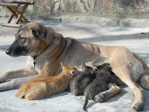 She caught the kittens to raise