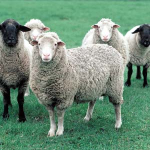 Sheep are smarter than monkeys
