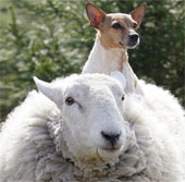Sheep behave like dogs
