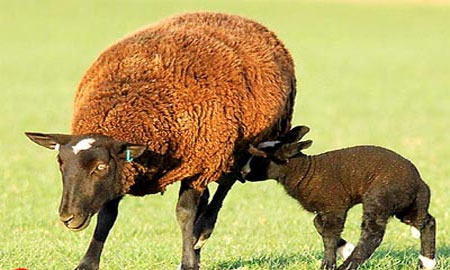 Sheep can neutralize TNT by explosive digestion