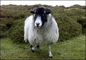 Sheep go down because of the greenhouse effect