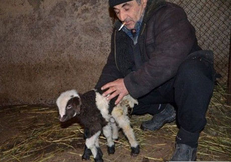 Sheep have 6 legs