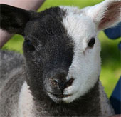 Sheep have two-color faces