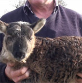 Sheep hybrid goat was born in Ireland