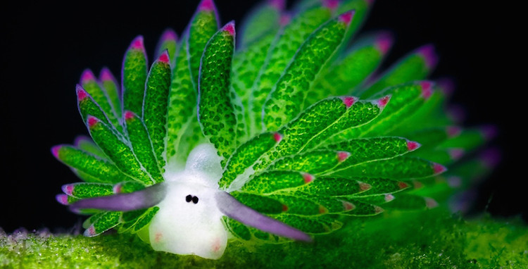 Sheep-like sea slug species are photosynthetic