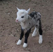 Sheep-shaped goats of special appearance appear in the United States