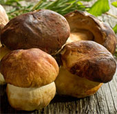 Shiitake can prevent HPV virus