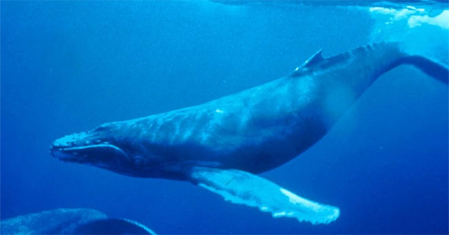 Ships run off the ocean song of humpback whales