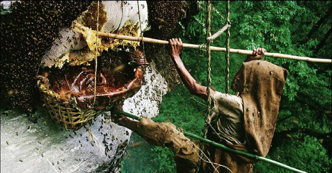 Shivering with deadly honey, it could drive the army crazy