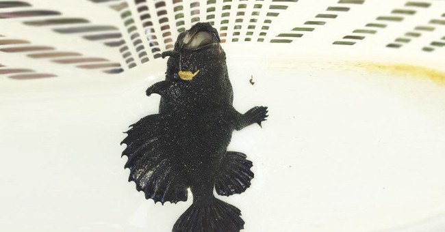 Shock: Catch fish with 3 legs