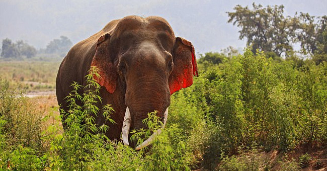 Shock detection: Red-eared elephants are extremely rare