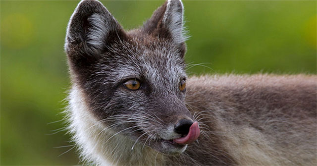Shocked, snow foxes exceeded 3,500km in just 76 days