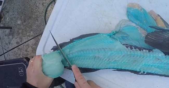 Shocked when operating the grouper's belly, see the color of the meat