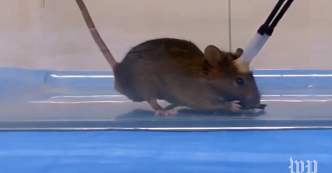 Shocked with research into turning mice into 'cold blooded assassins'