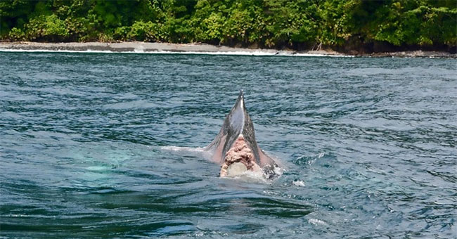 Shocked with sightless whales nearly half of people swimming across the ocean