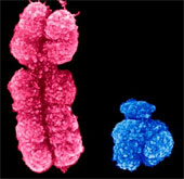 Shocking detection of Y chromosome