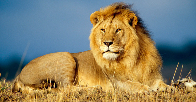 Shocking discovery about the little-known lion