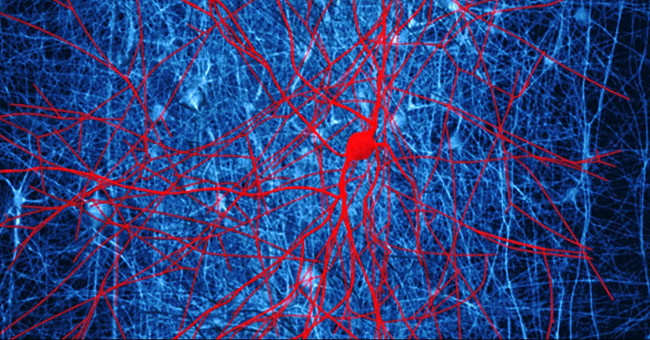 Shocking discovery: Consciousness is not entirely in the brain, so where are they located?