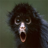 Shocking discovery of monkey's memory