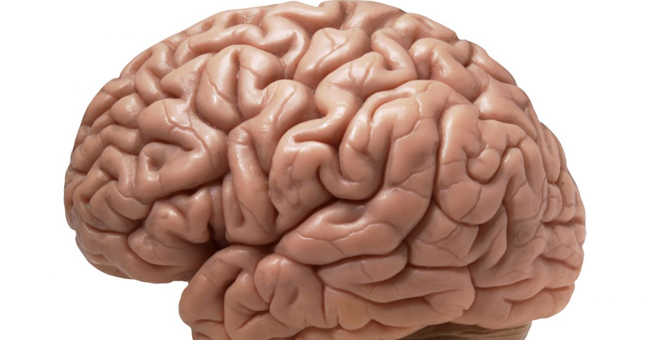 Shocking facts about the human brain