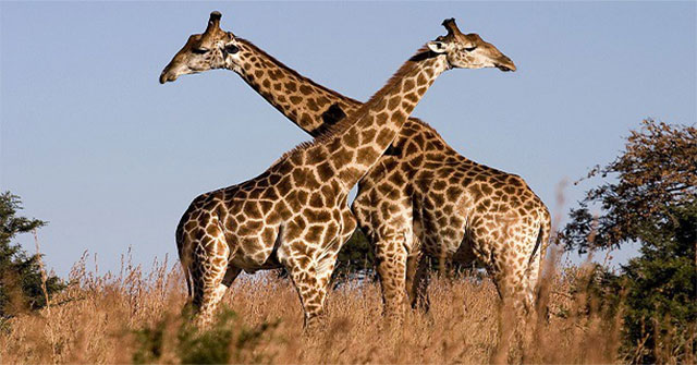 Shocking findings: 94% of giraffes are studied for homosexual relationships