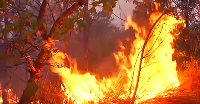 Shocking photos of the Amazon forest burst into record speed