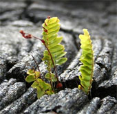 Shocking research on the origin of life on Earth