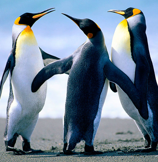 Shocking revelations about penguin's sex life