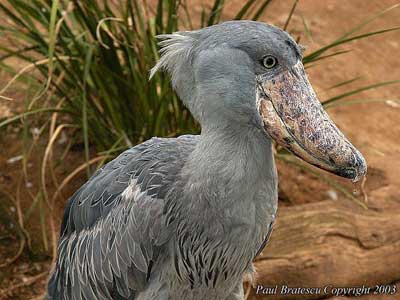 Shoe stork Balaeniceps rex