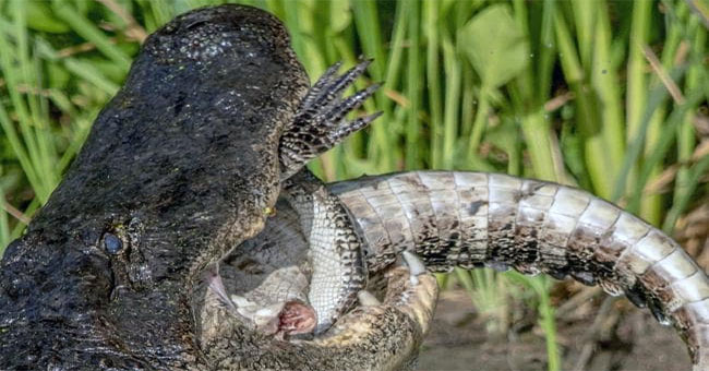 Short snout crocodiles kill homosexuals to eat meat