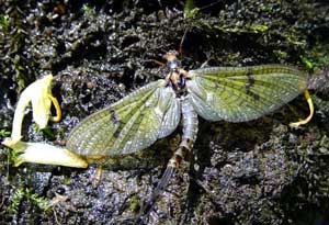 Shortest live insects - Ephemeridae (Ephemeridae)