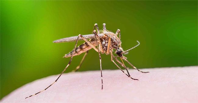 Should scratching after mosquito bites?