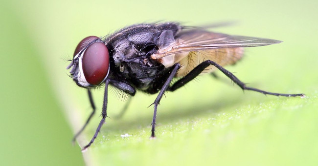 Should the food be thrown away as soon as the fly flies?