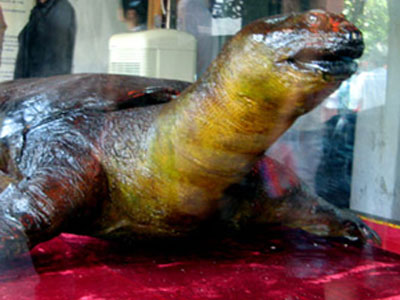 Should the Ho Guom Turtle 'live try'