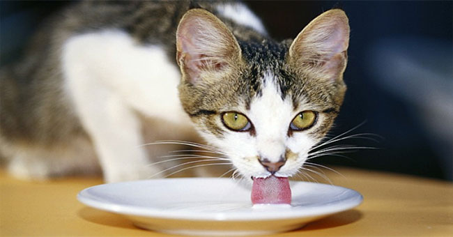 Should you give your cat milk?
