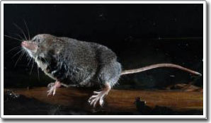 Shrews are highly sophisticated predators