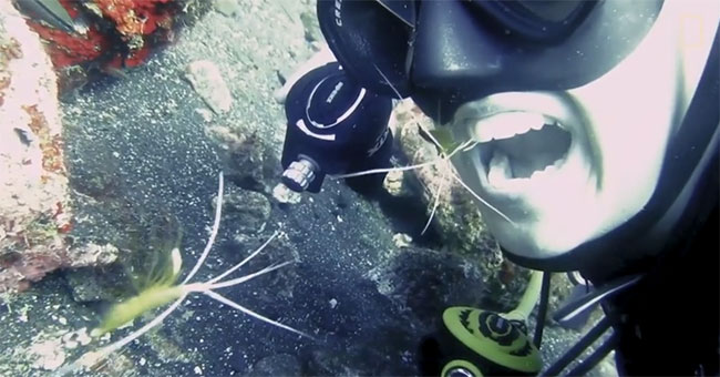 Shrimp doctor teeth hygiene for divers