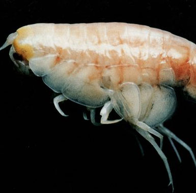 Shrimp gnaw on the wreck of the sea